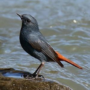 Plumbeous Redstart